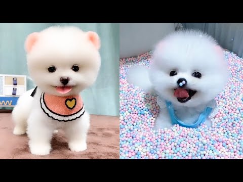Cute and Funny Pomeranian Videos 83 #Shorts