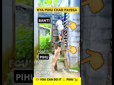 पिहू डॉग सीढ़ी पर चढ़ गया 🐶 Banti Aur Pihu Dog Ki Masti 😄 Funny Dog Moment #funnydog #funnypet
