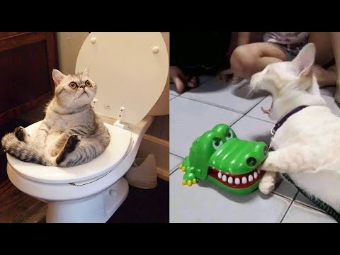 Try Not To Laugh or Grin While Watching Funny Animals Compilation #4