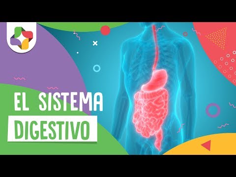El sistema digestivo - Educatina