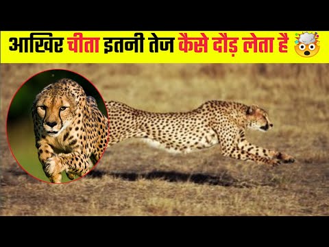 आखिर केसे चिता इतनी तेज दौड़ लेते हैं ? 🤯| Why you can't outrun a cheetah