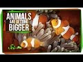 Understanding Evolutionary Size and Cannabis Effects