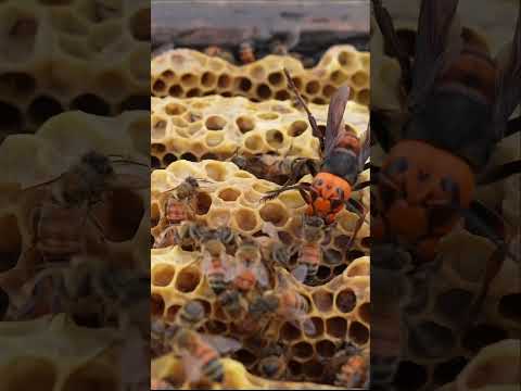 Bravery in the Hive: Western Honeybees Confront a Giant Hornet