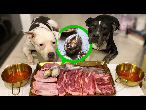 O&n The Pit Bulls eat🦪🐑🐟🦆RAW ABALONE combo (あわび) [ASMR]MUKBANG #อาหารสุนัขที่ดีที่สุด EP.097 of 2024