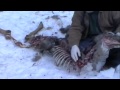 Deer Anatomy and Behavior Assessment