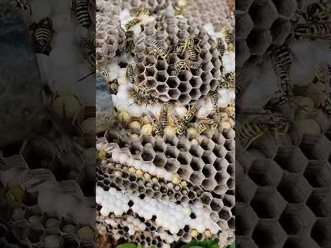 King of Sting STUNG by AGGRESSIVE Wasps! Yellow Jackets #hornetking #Wasp #sting #fyp