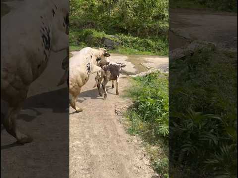 ! #ateş #cow #animal #animals #heidi #bull #keşfet #nature #farming #mountains #shorts