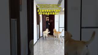 【旺仔很忙🐶wangzai is busy】狗子的条件反射让我心疼The dog's conditioned reflexes make my heart ache