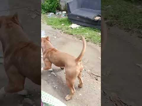 #yourdog #clubedospitbulls #americanbully #filhotedepitbull #pitbulls #pets #pitbulloficial #cachorr