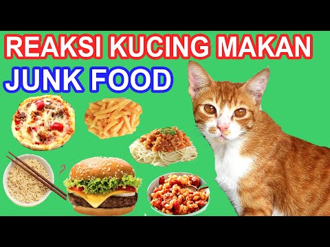 EKSPERIMEN KUCING MAKAN  MIE INSTAN, BURGER, PIZZA, MACARONI, SOSIS DAN KENTANG GORENG