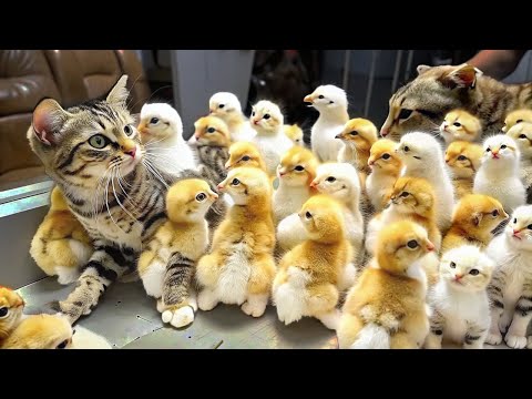 THIS Cat Pretends to Be Chicken! - Animals Adopting Other Species