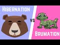 Animal Dormancy and Hibernation Concepts