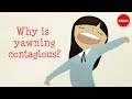 Understanding Contagious Yawning