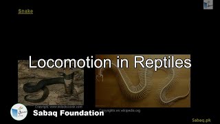 Locomotion in Reptiles