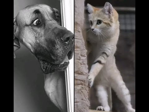 😺 Заходи, не бойся! 🐕 Смешное видео с собаками, кошками и котятами! 😸