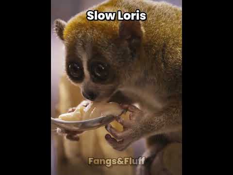 Animals That Look Cute But Can Kill You Part 5