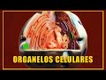 Cuestionario sobre Células Eucariotas