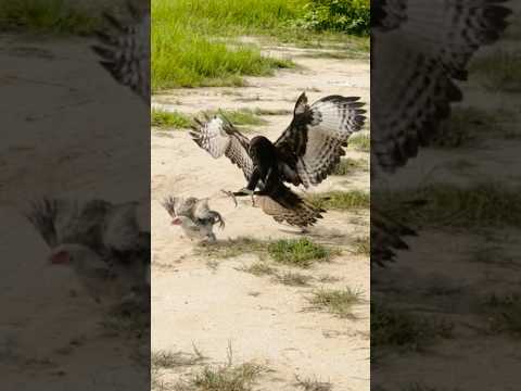 Amazing speed and flexible skill Eagle hunting bird of prey #eaglehunters #eagle