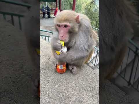 The intelligent monkey!