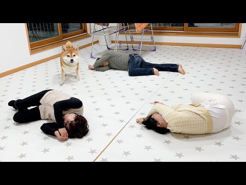 모든 가족이 갑자기 쓰러졌을 때 강아지 반응 ㅋㅋ