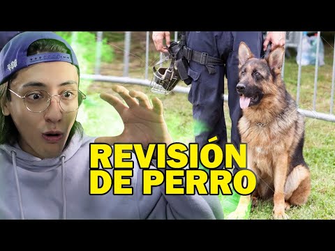 Así burlé una revisión de perros policías