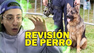 Así burlé una revisión de perros policías