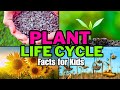 Plant Life Cycle and Functions