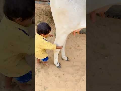 मन्नु ने गाय का दूध पिया?❤️#dudh #viralvideo #cowlover #cow #gaumata #youtubeshorts #ytshorts❤️??