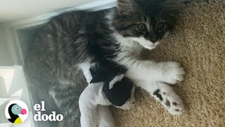 Gato que ama los animales de peluche tiene un hermano de verdad | El Dodo