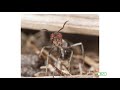Insect World: Ants and Termites