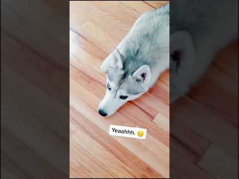 Husky Thinks She Looks Weird Because of Her Eyes...