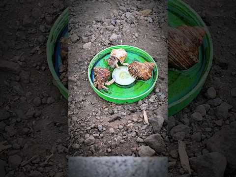 Berbagi makan untuk hermit crab, mereka nampak lemas dan lapar #shorts #kelomang #berbagikebaikan