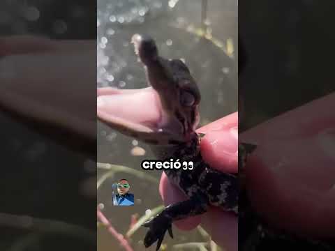 Creditos al creador—- #animales #reptiles #animals #curiosidades #mascotas #youtubeshorts #ytshorts