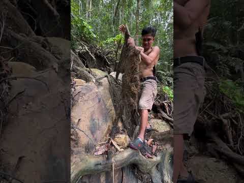 100 grams of gold stuck to the roots of a tree๐ฑ๐ฑ๐ฑ really shocked the world,!!!