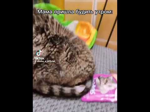 #cat #funny #cute #kitten #pets #memes