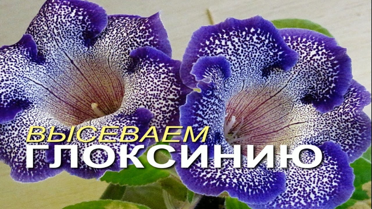 Выращивание глоксинии из семян! Способ посева!