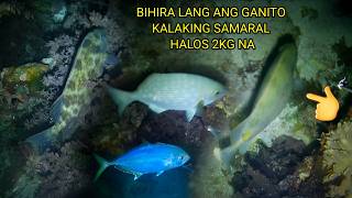 BIHIRA LANG ANG GANITO KALAKING SAMARAL HALOS 2KG NA 😱👌