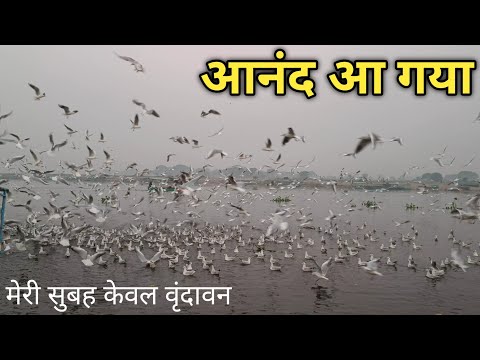 Vrindavan Birds Sound Radhe Radhe Vrindavan Morning