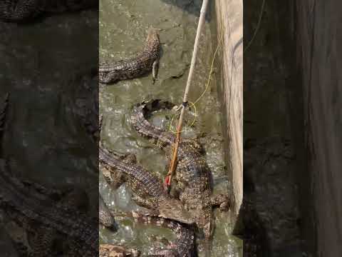Magic fingers can help them catch these crocodiles quickly.#shortvideo #shorts #short #song