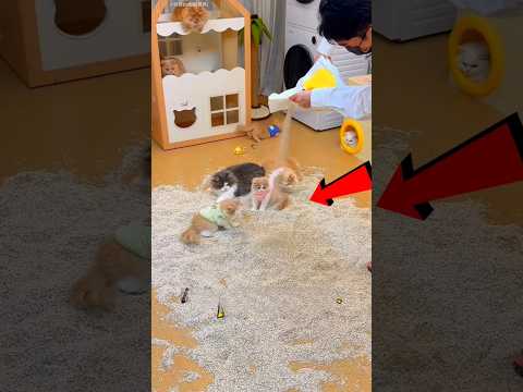 I Built a Huge Litter Box for My Cats… and This Is What Happened 😅🐱