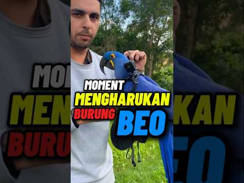 Isi dari Sarang Burung Beo😱#shorts #fun #facts #burung