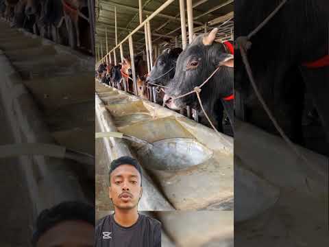 গরুদের পানি দেয়া 😱🐄😱 #shorts #shortsfeed #ytshorts #youtubeshorts