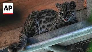 YouTube video thumbnail: Watch 'Tigrino,' the World's Newest Cat Species, at a Bolivian Wildlife Refuge