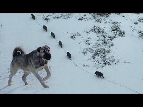 DOMUZLAR SÜRÜNÜN YANINDAN GEÇİNCE KÖPEKLER PEŞİNE VERDİ ~DEV AZILI DOMUZ SÜRÜNÜN ARKASINI KOLLADI