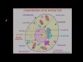 Differences Between Plant and Animal Cell Organelles