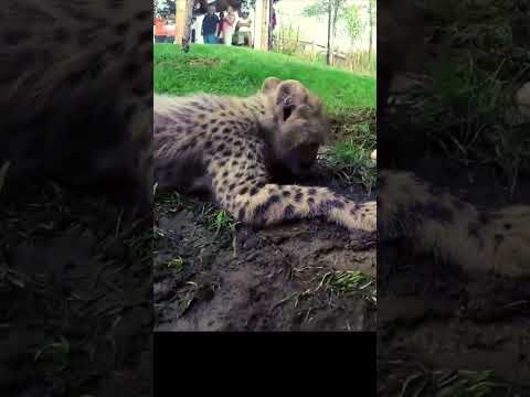 Cutest Wild Cat Breed - Wild cats #животные #wildcats #catbreeds