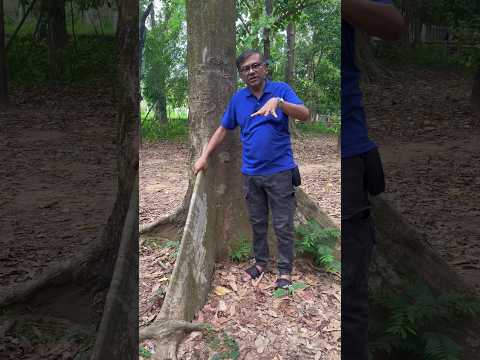 উদ্ভিদে অধিমূল কেন হয়? #Buttressroots