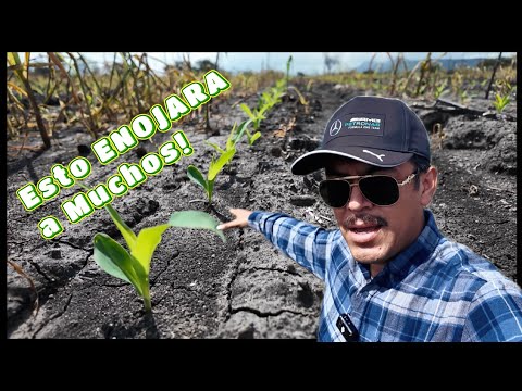 La Milpa ha nacido, Esto Molestará | Agricultor por Primera VEZ!