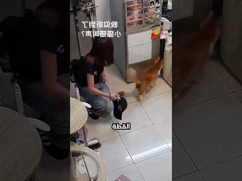 قطتي فاجأتني