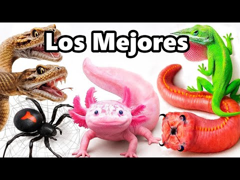 Mis Mejores Mascotas de 2025 (hasta ahora)
